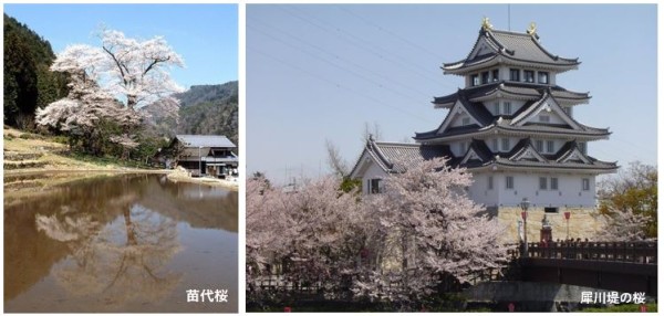 広島発着の旅はたびまちゲート広島 天下第一の桜 高遠城址公園 信濃 飛騨 美濃のさくらめぐり３日間